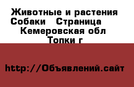 Животные и растения Собаки - Страница 11 . Кемеровская обл.,Топки г.